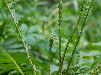 Developing fertile fronds